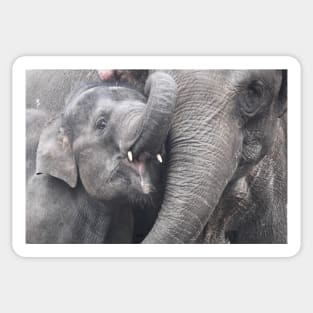 baby elephant Sticker